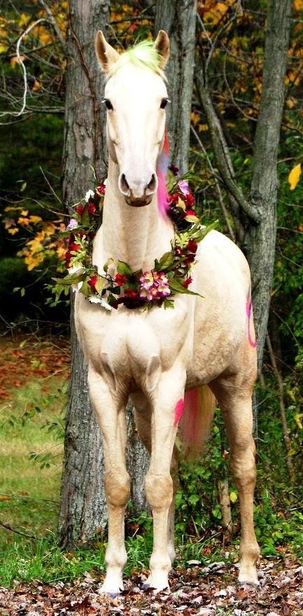 Adorable Horse Moments: Unplanned Cuteness Captured on Camera (Video)