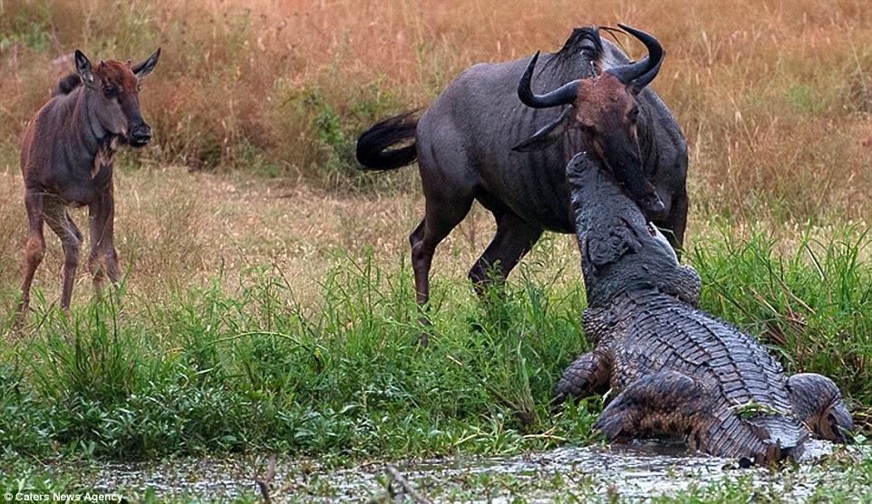 Amazing three-way battle to the death between a hippo, a crocodile and a wildebeest: Doomed gnu stands no chance as it attempts to fight off two predators in hour-long struggle