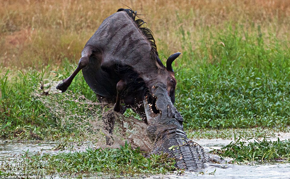 Amazing three-way battle to the death between a hippo, a crocodile and a wildebeest: Doomed gnu stands no chance as it attempts to fight off two predators in hour-long struggle