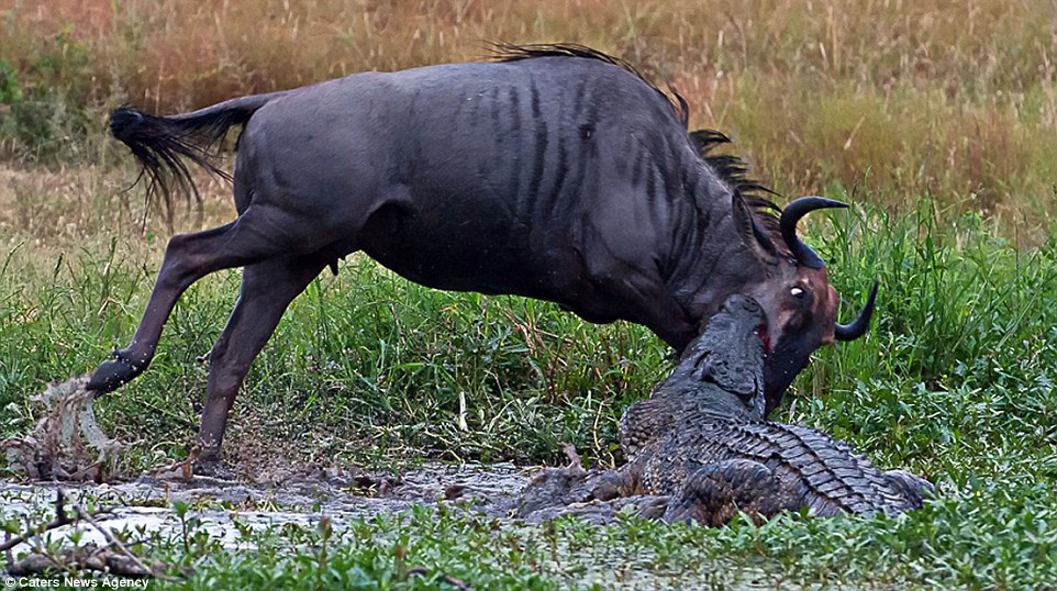 Amazing three-way battle to the death between a hippo, a crocodile and a wildebeest: Doomed gnu stands no chance as it attempts to fight off two predators in hour-long struggle