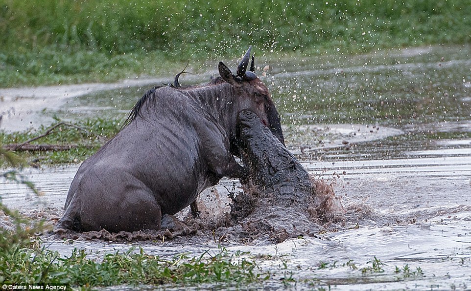 Amazing three-way battle to the death between a hippo, a crocodile and a wildebeest: Doomed gnu stands no chance as it attempts to fight off two predators in hour-long struggle