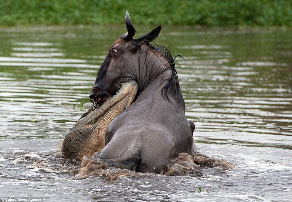 Amazing three-way battle to the death between a hippo, a crocodile and a wildebeest: Doomed gnu stands no chance as it attempts to fight off two predators in hour-long struggle