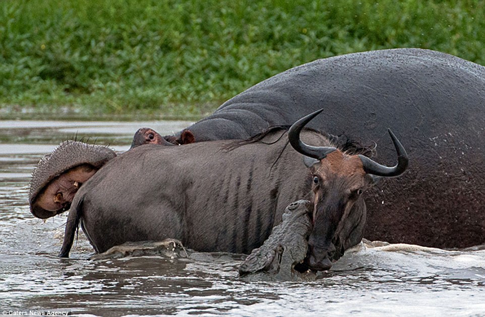 Amazing three-way battle to the death between a hippo, a crocodile and a wildebeest: Doomed gnu stands no chance as it attempts to fight off two predators in hour-long struggle