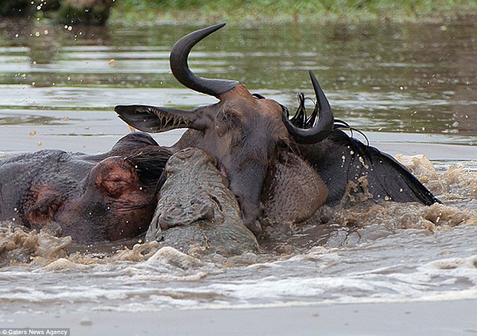 Amazing three-way battle to the death between a hippo, a crocodile and a wildebeest: Doomed gnu stands no chance as it attempts to fight off two predators in hour-long struggle