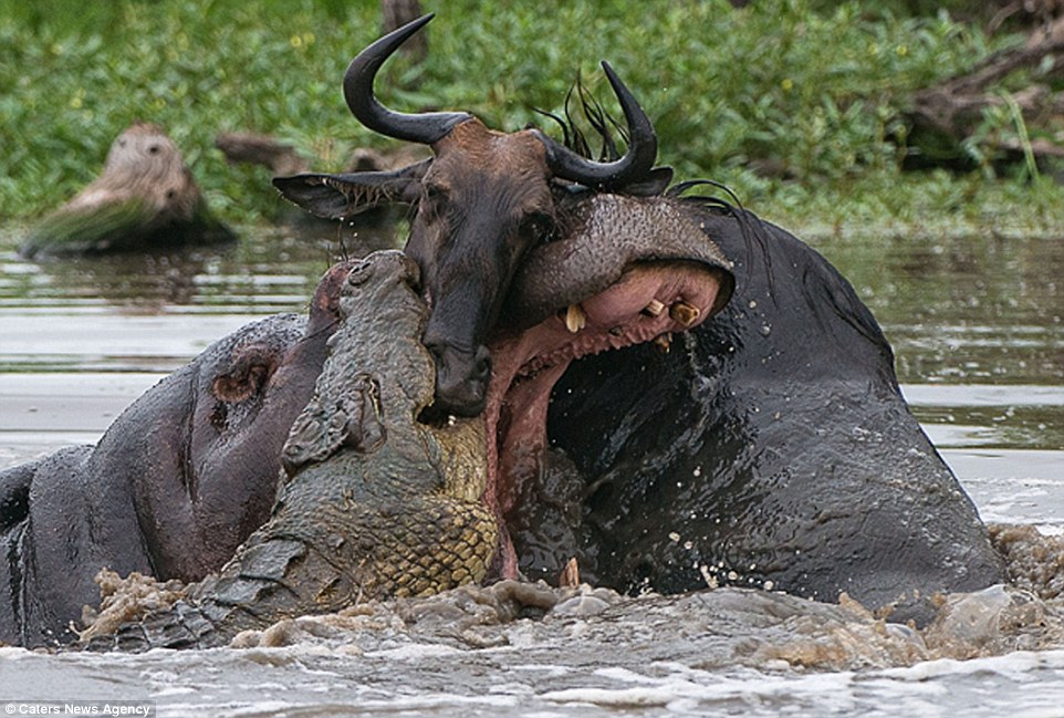 Amazing three-way battle to the death between a hippo, a crocodile and a wildebeest: Doomed gnu stands no chance as it attempts to fight off two predators in hour-long struggle