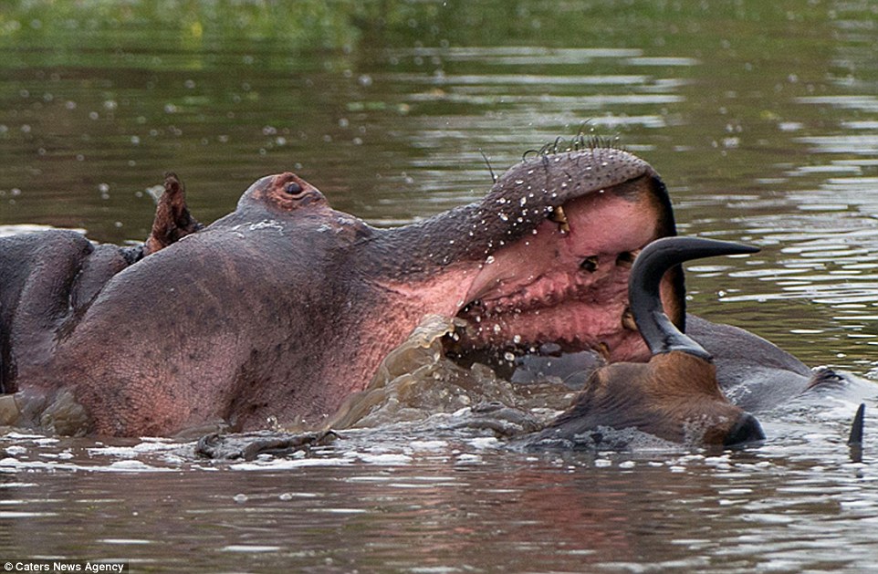 Amazing three-way battle to the death between a hippo, a crocodile and a wildebeest: Doomed gnu stands no chance as it attempts to fight off two predators in hour-long struggle