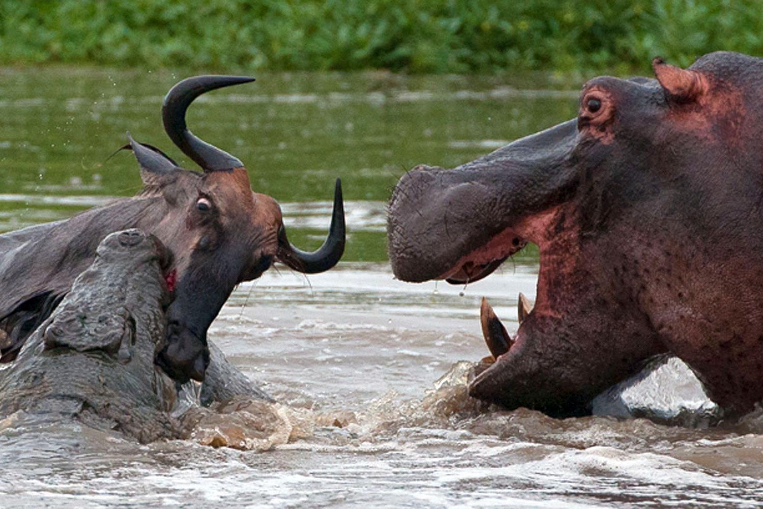 Amazing three-way battle to the death between a hippo, a crocodile and a wildebeest: Doomed gnu stands no chance as it attempts to fight off two predators in hour-long struggle