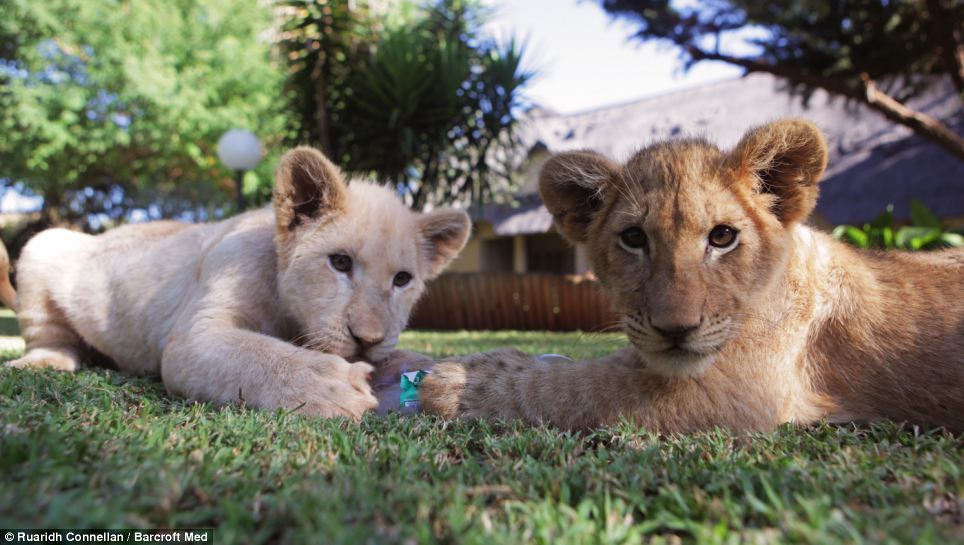 A Tale of Commitment and Friendship: Lions, Tigers, and Baby Gazelles in the Wild (video)