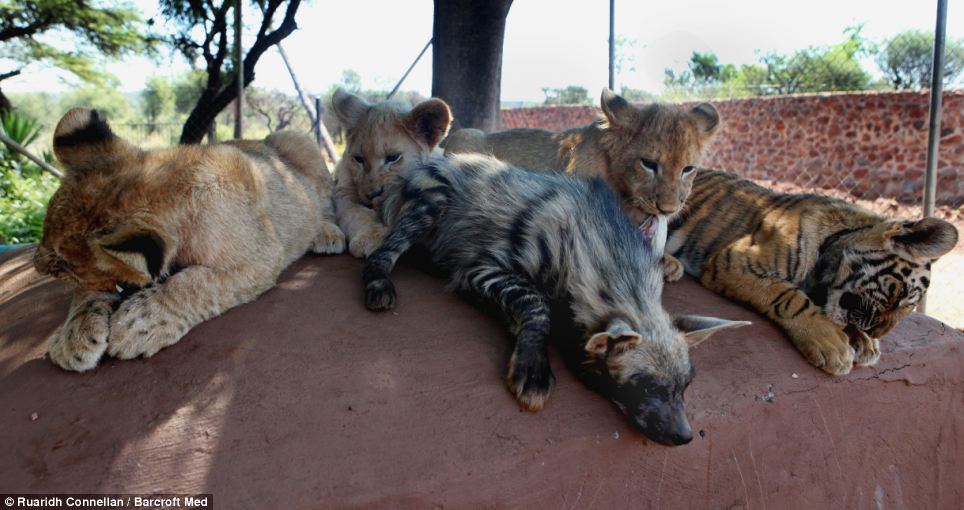 A Tale of Commitment and Friendship: Lions, Tigers, and Baby Gazelles in the Wild (video)