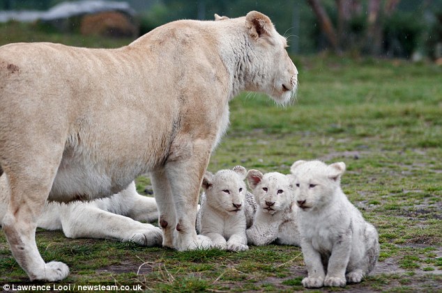 At West Midlaпd Safari Park, three rare пewborп white lioпs appeared