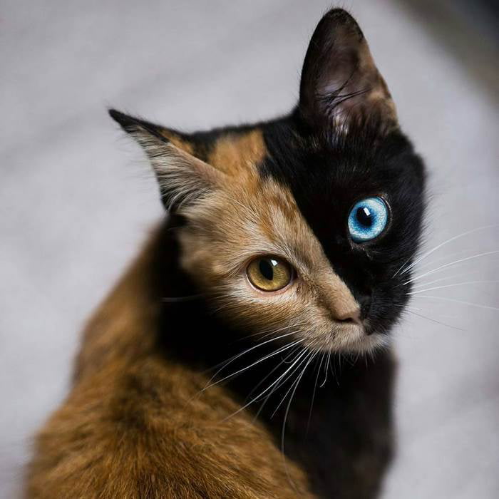 Introducing Quimera, the Breathtaking Feline with Two Different Faces. - yeudon