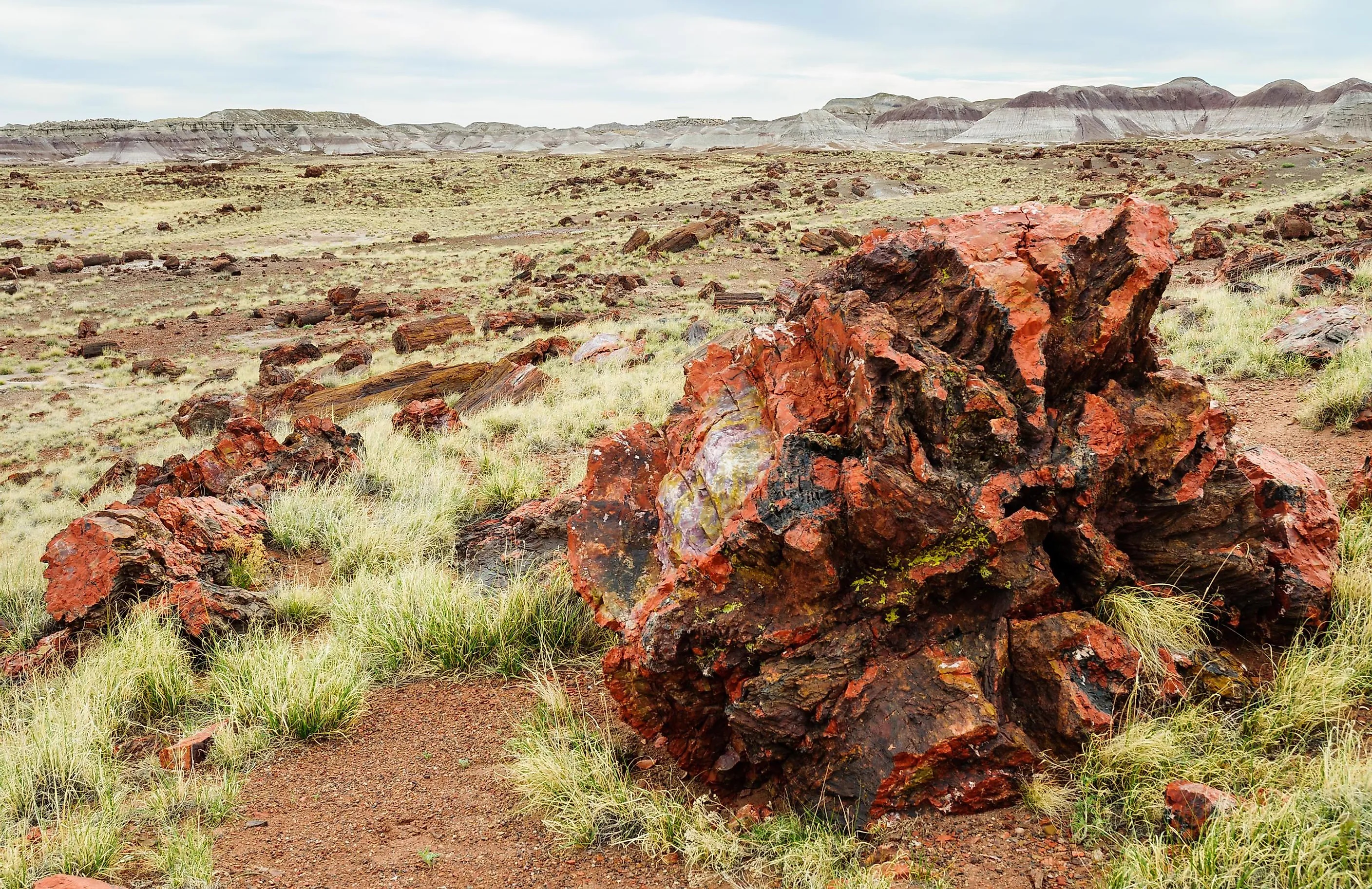 225-million-year-old petrified opal tree trunk located in Arizona