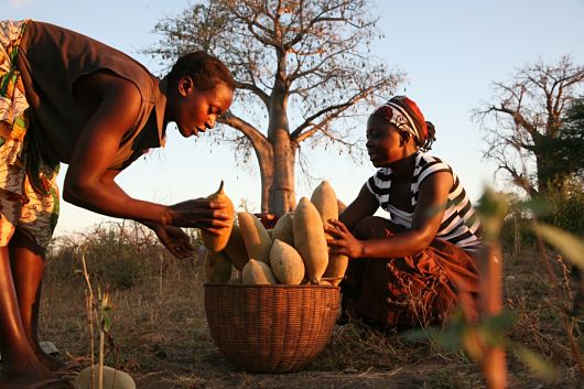 Exploring The Nutritional Riches Of Baobab Fruit: Nature's Treasured Gift from The African Savanna - Amazing Nature