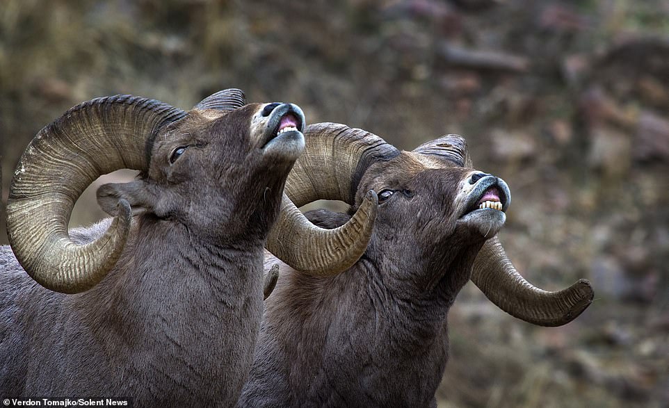Battle of the Bighorn: Two rams lock horns in a grueling six hour fight for the affections of a female
