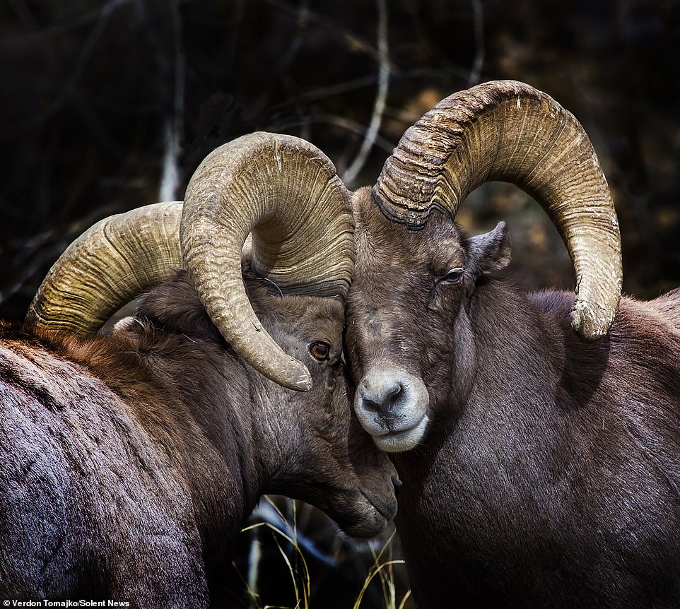 Battle of the Bighorn: Two rams lock horns in a grueling six hour fight for the affections of a female
