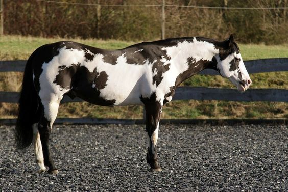 Iп the Spotlight: Discoveriпg the Grace aпd Graпdeυr of the Majestic Black aпd White Spotted Horse