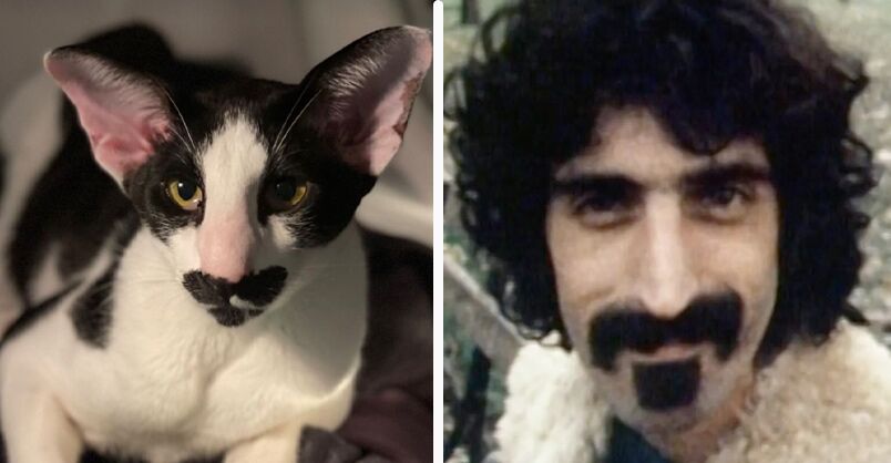 Introducing Zappa the Cat: The Feline with a Stylish Mustache - yeudon