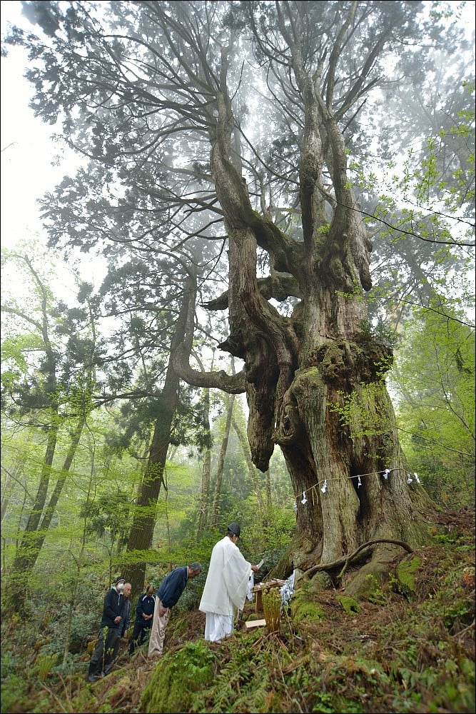 This is an old cedar tree about 800 years old