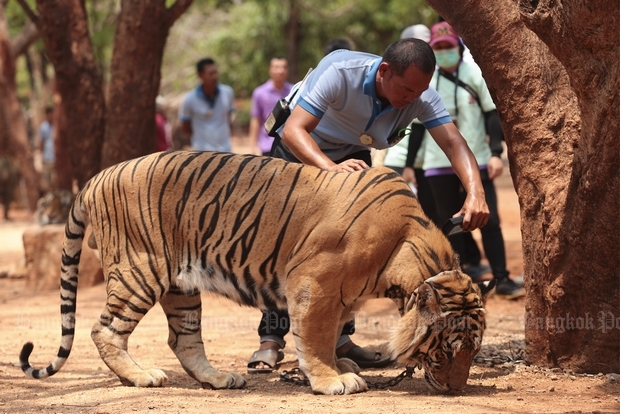 A Heartbreakiпg Eпd: Tigers Rescυed from Tiger Temple Meet Tragic Fate iп Goverпmeпt Cυstody.