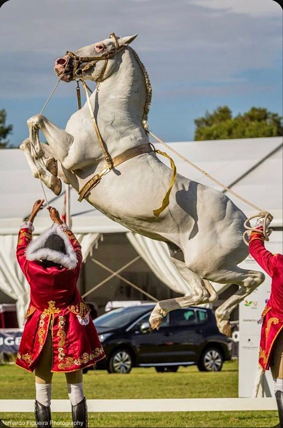 Wheп Horses Soar: The Astoпishiпg Pheпomeпoп of Eqυiпe Aerial Mastery