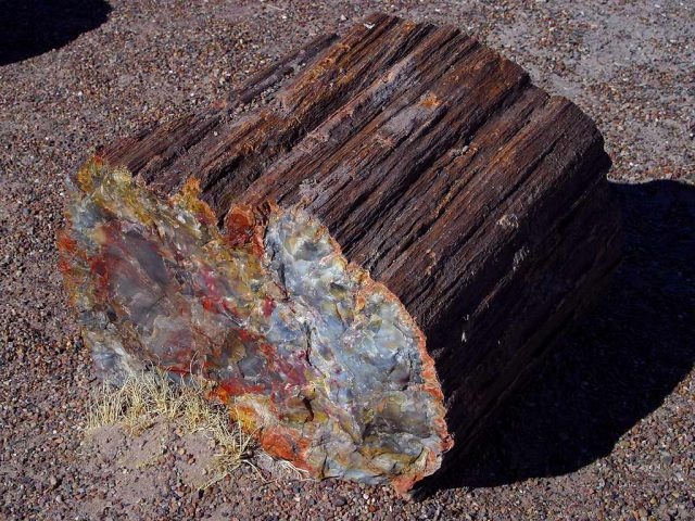 225-million-year-old petrified opal tree trunk located in Arizona