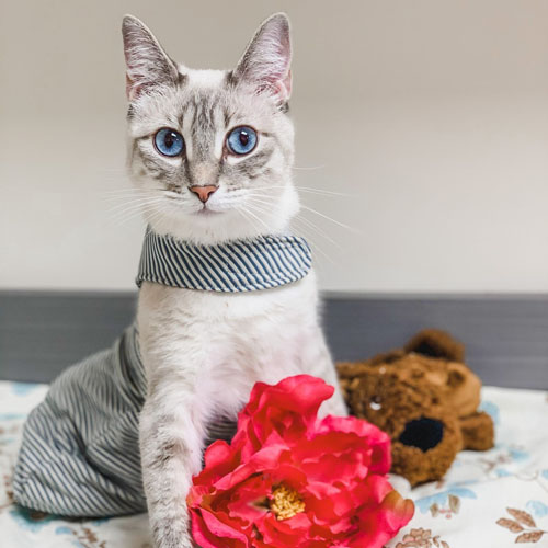 Encounter the Breathtaking Feline with Two Legs Who Discovered Her Ideal Forever Abode at a Texan Shelter! - yeudon