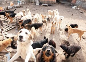 After his beloved dog vanished, a Chinese millionaire spends his entire fortune rescuing stray dogs from the slaughterhouse.