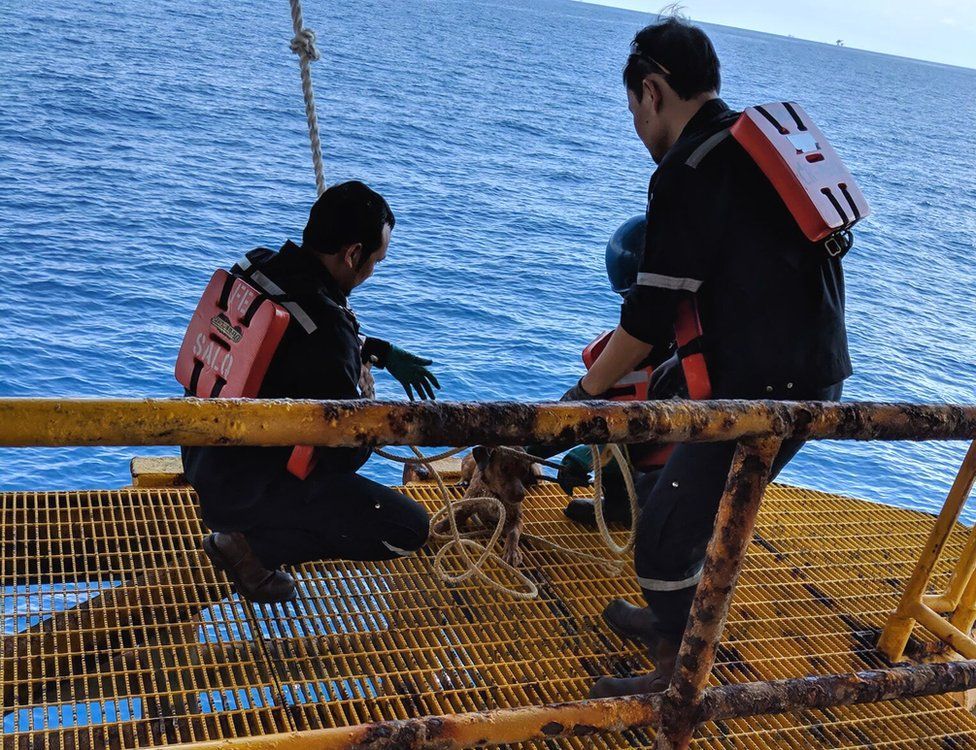 nhat."Brown Dog Rescued After Drifting 220 Miles from Shore in the Gulf of Thailand" - Hot News MamaMath