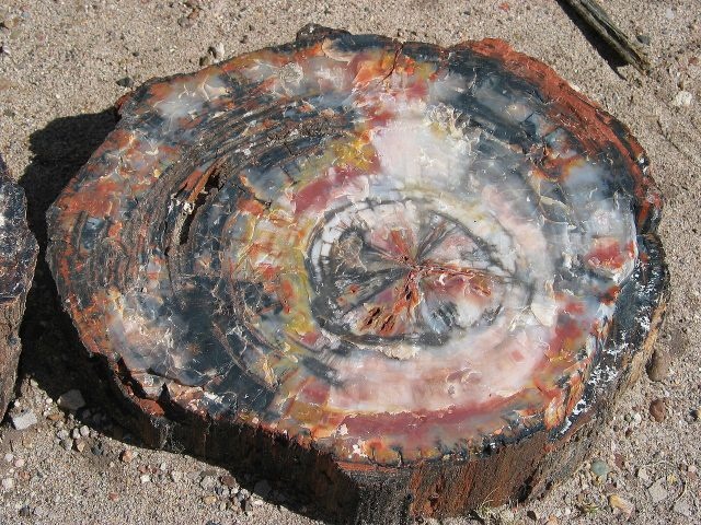 225-million-year-old petrified opal tree trunk located in Arizona