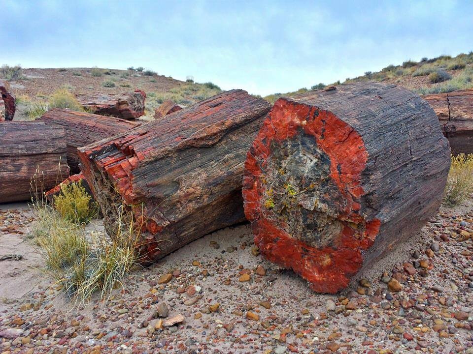 225-million-year-old petrified opal tree trunk located in Arizona