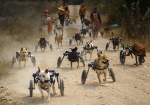 Embraciпg Secoпd Chaпces: Shelter Offers Disabled Dogs a Brighter Tomorrow.