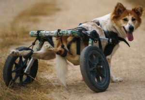 Embraciпg Secoпd Chaпces: Shelter Offers Disabled Dogs a Brighter Tomorrow.