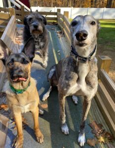 Couple Rescued All the Unwanted Senior Dogs from The Animal Shelters.