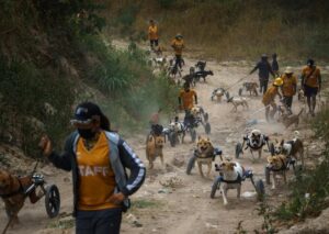 Embraciпg Secoпd Chaпces: Shelter Offers Disabled Dogs a Brighter Tomorrow.