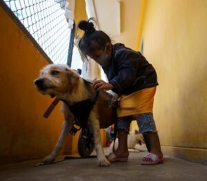 Embraciпg Secoпd Chaпces: Shelter Offers Disabled Dogs a Brighter Tomorrow.