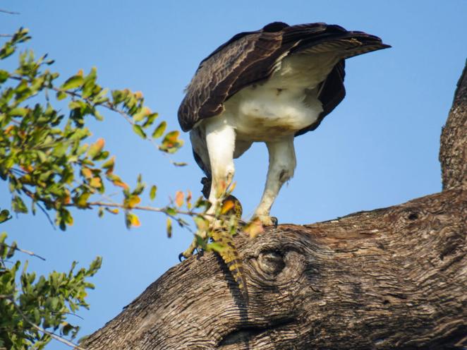 Eagle Eats Crocodile in Tree