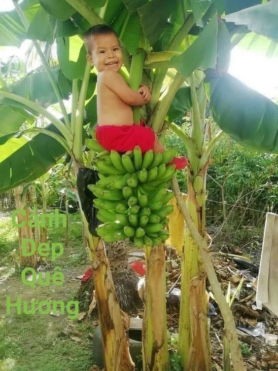 Enchanted Escapades: A Charming Children's Adventure Scaling Banana Trees - Nature and Life