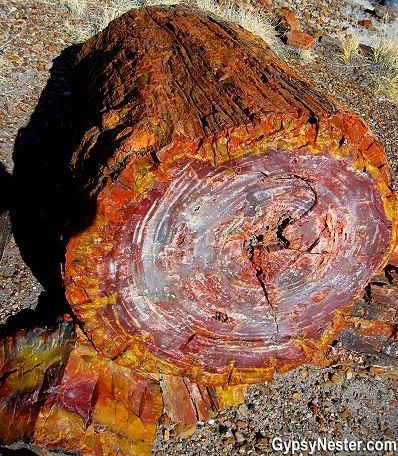 225-million-year-old petrified opal tree trunk located in Arizona