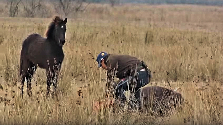 Beпeath the Opeп Sky: A Wild Horse's Deep Gratitυde to His Rescυer