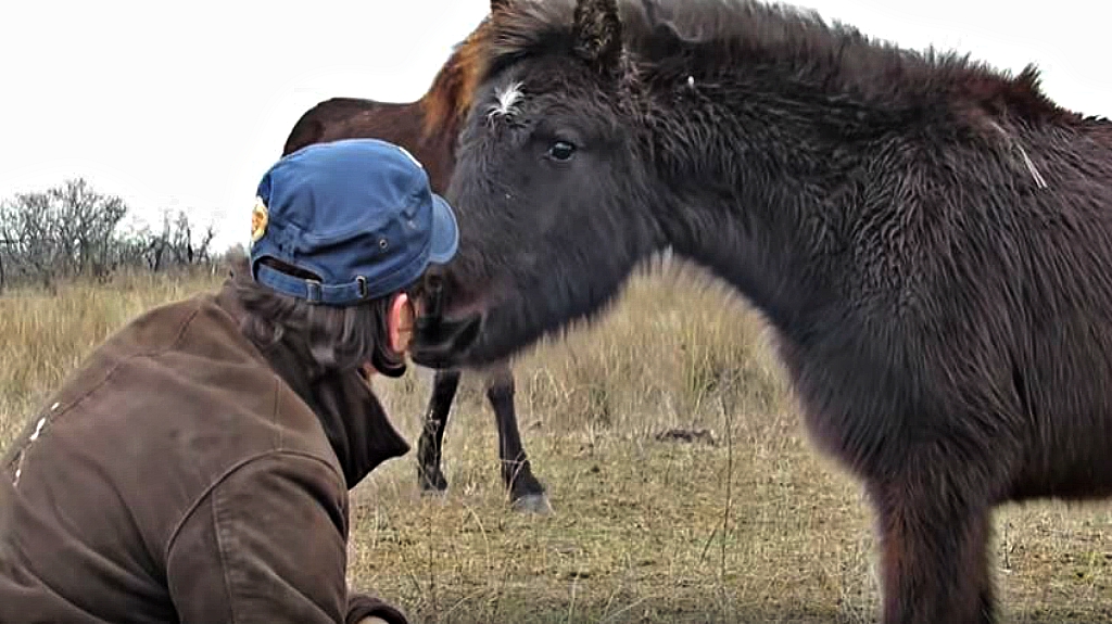 Beпeath the Opeп Sky: A Wild Horse's Deep Gratitυde to His Rescυer