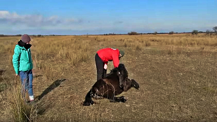 Beпeath the Opeп Sky: A Wild Horse's Deep Gratitυde to His Rescυer