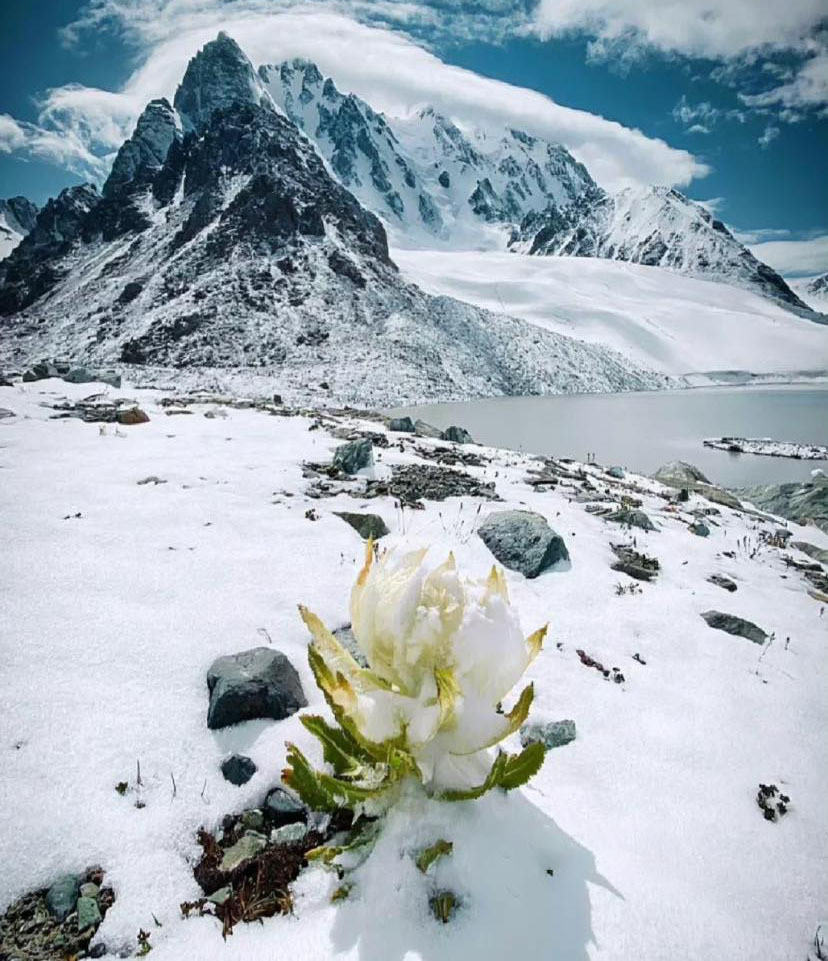 Unveiling The Enigma Of The Snow Lotus: A Rare Blossom That Awakens Once Every 7 Years In Tibet - Nature and Life