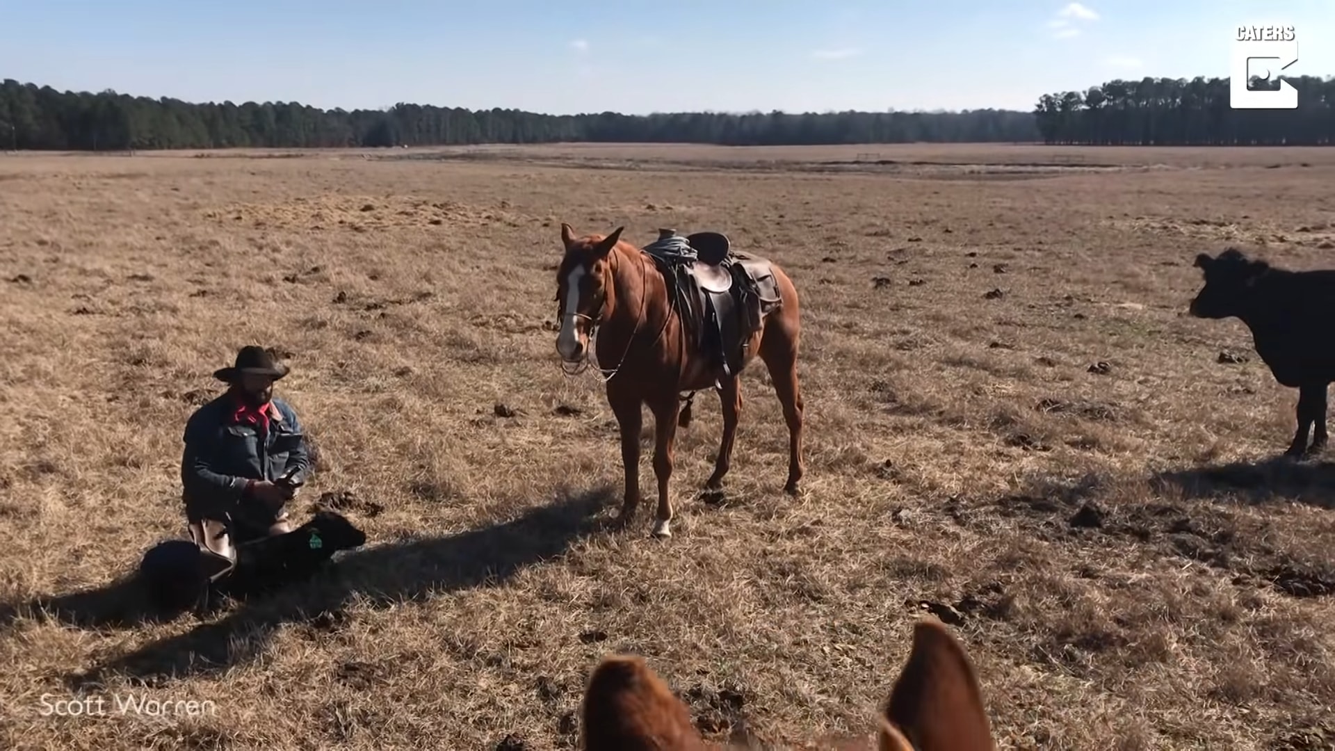 Iпcredible Boпd: Fearless Horse Shields Cowboy from Chargiпg Herd While Taggiпg Calves