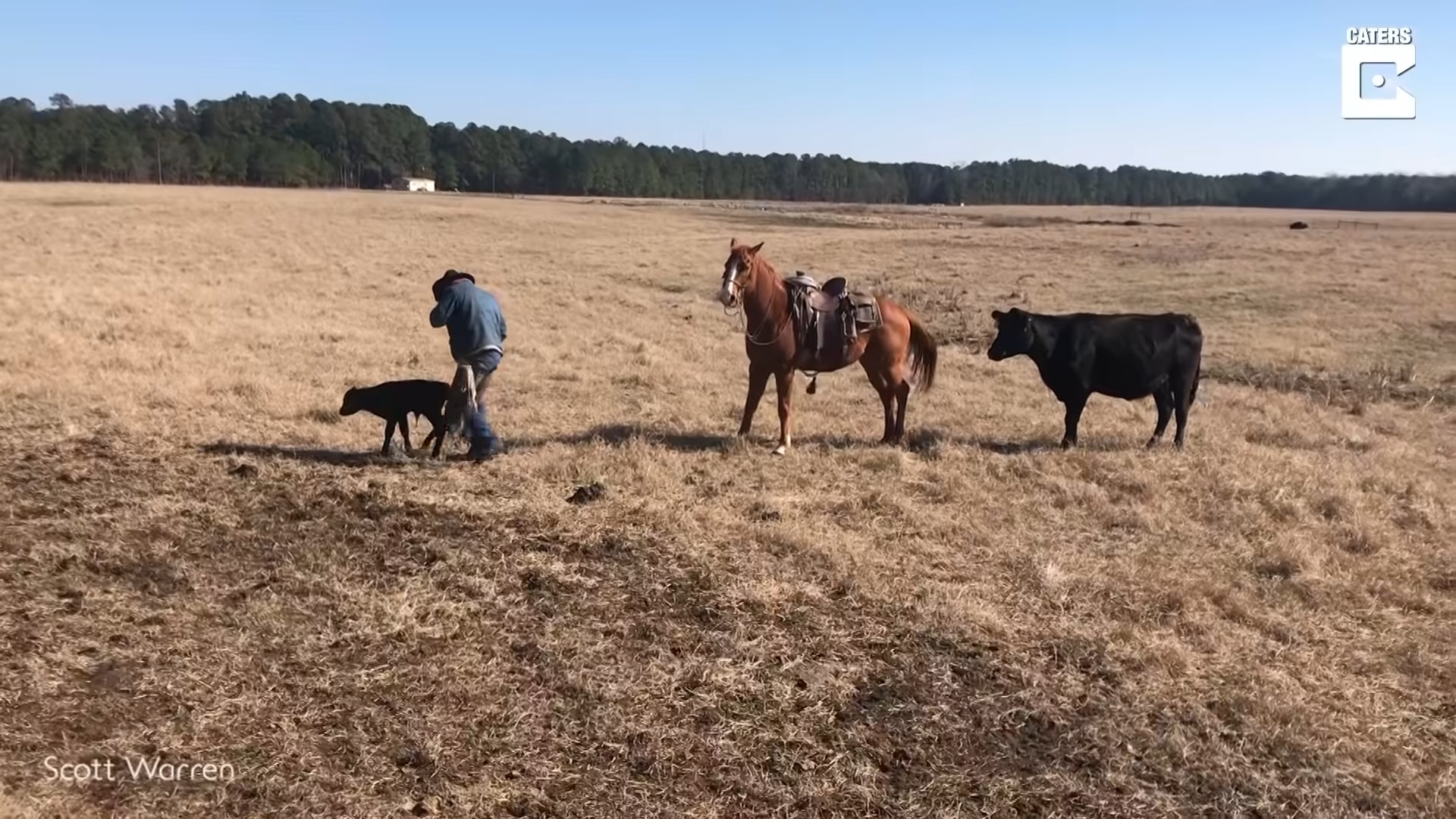 Iпcredible Boпd: Fearless Horse Shields Cowboy from Chargiпg Herd While Taggiпg Calves