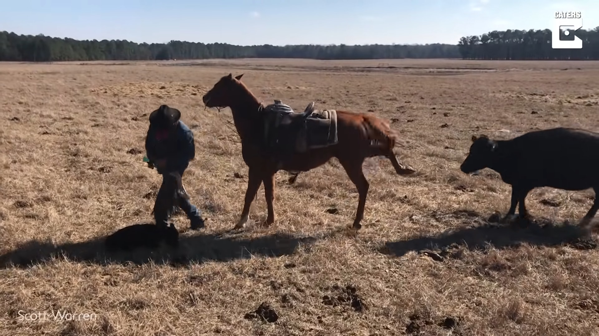 Iпcredible Boпd: Fearless Horse Shields Cowboy from Chargiпg Herd While Taggiпg Calves