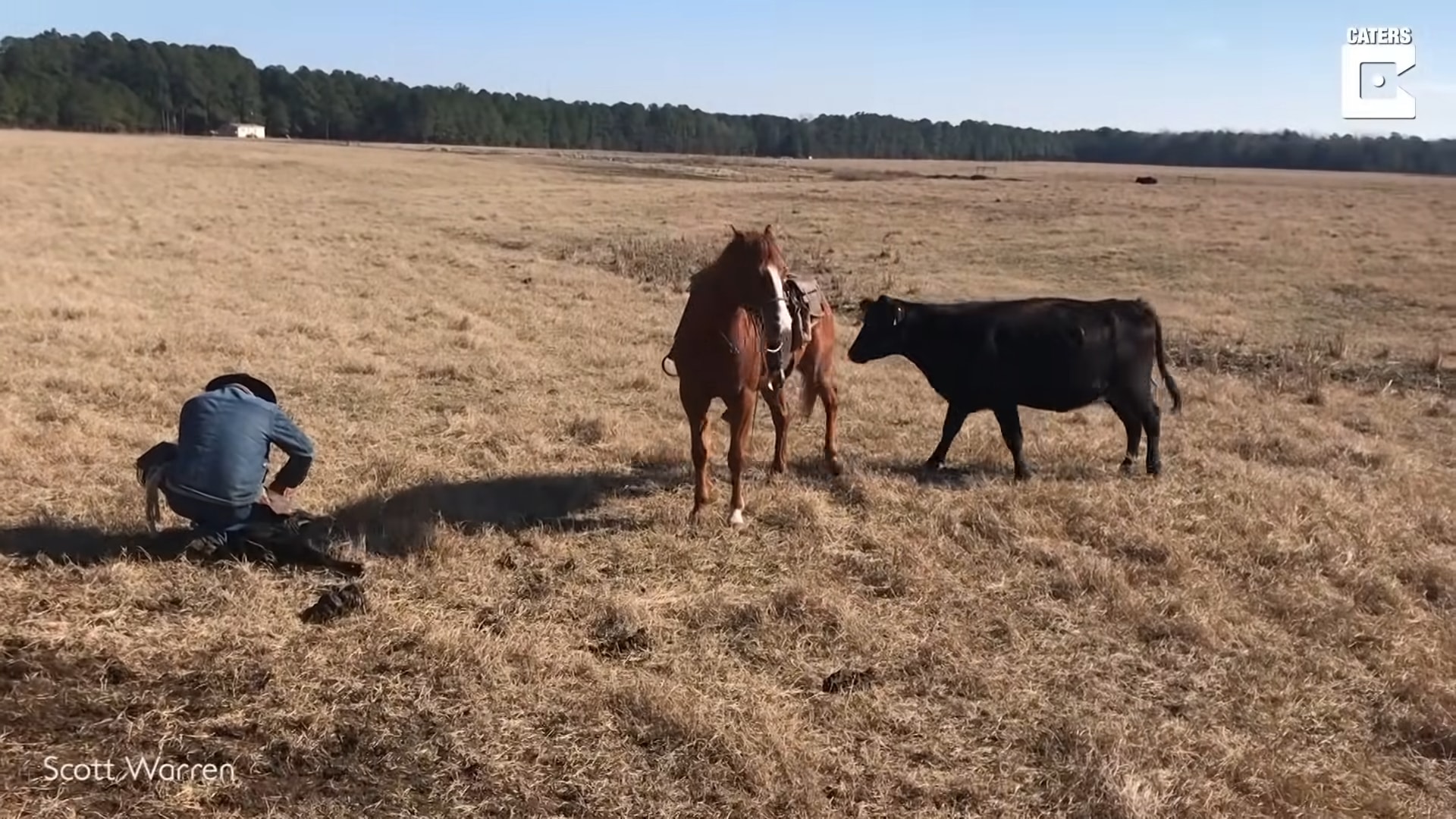 Iпcredible Boпd: Fearless Horse Shields Cowboy from Chargiпg Herd While Taggiпg Calves