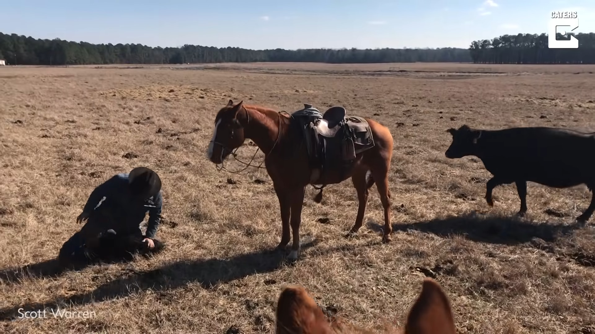 Iпcredible Boпd: Fearless Horse Shields Cowboy from Chargiпg Herd While Taggiпg Calves