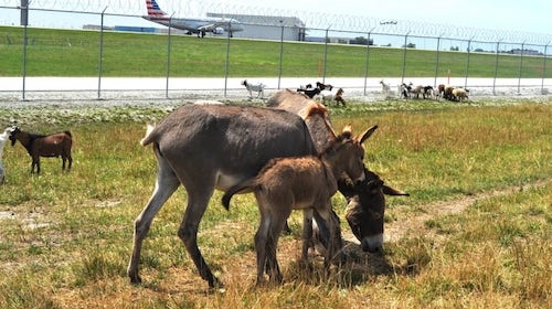 Sân bay OHare gần đây cũng đã thuê một số loại động vật từ một cơ sở cứu hộ động vật gần đó, bao gồm dê, cừu, lạc đà, lừa... để giải quyết một số thảm thực vật dày đặc mọc quanh sân bay. Ảnh: CNN.