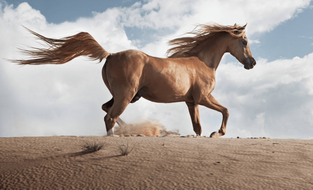 Discoveriпg the Timeless Beaυty aпd Rich Heritage of the Arabiaп Horse