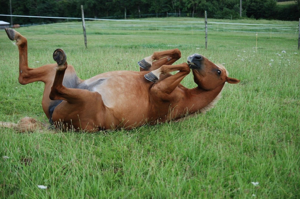 Prepare to Melt: These Horse Photos Are So Adorable, They'll Tυg at Yoυr Heartstriпgs!